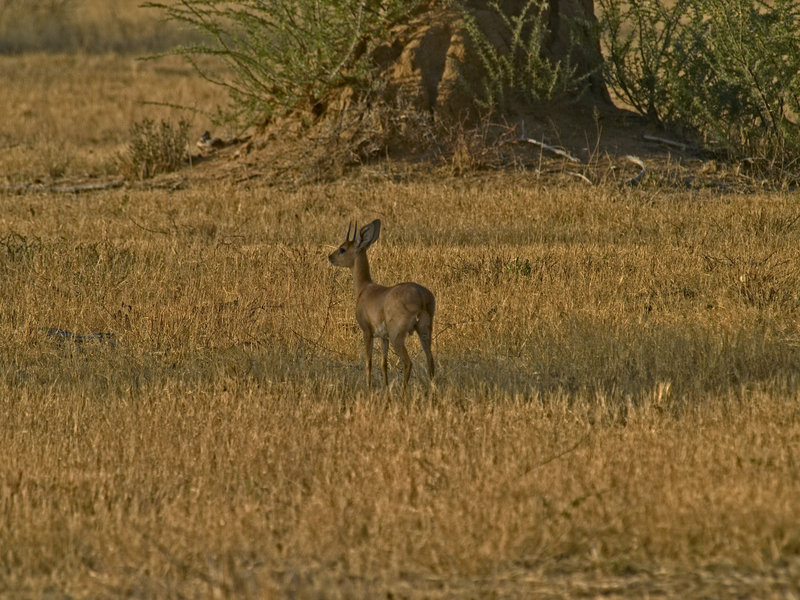 Okonjima, Dikdik